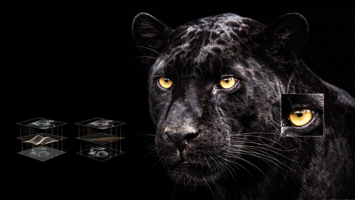 Black panther with a magnified eye detail and diagrams illustrating dark-tone processing.